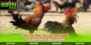 Trực tiếp gà chọi thomo cực kì hấp dẫn tại nhà cái 69VN