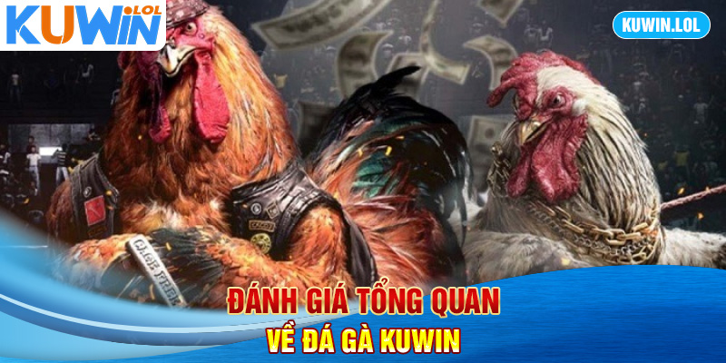 Đánh giá tổng quan về đá gà KUWIN