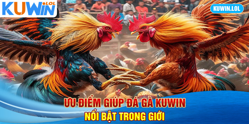 Ưu điểm giúp đá gà KUWIN nổi bật trong giới